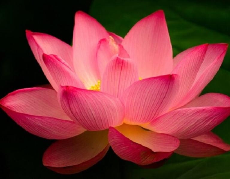 A lotus flower with a dark background