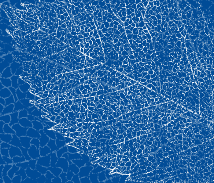 white outline of leave against blue background