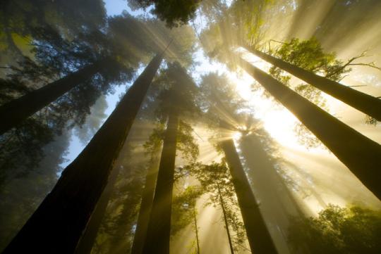 Redwood Trees